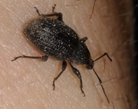 Curculionidae : Otiorhynchus rugosostriatus